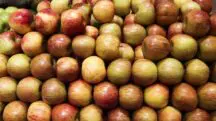 Exportações frutas Brasil