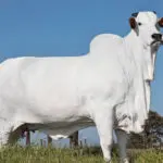 vaca valiosa