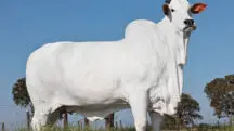 vaca valiosa