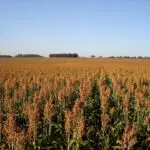 Sorgo