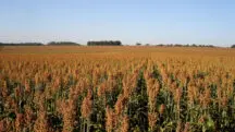 Sorgo