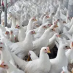 carne de frango malásia frigoríficos brasil
