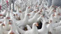 carne de frango malásia frigoríficos brasil