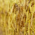 A Força do Agro
