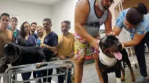 cachorro sobrevive