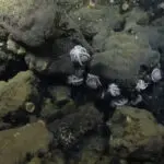 polvos