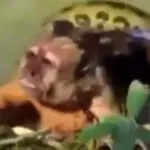 macaco prego sucuri