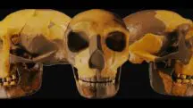 fóssil hominídeo