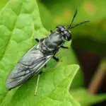 Mosca-soldado negra na natureza