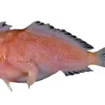 peixe mão