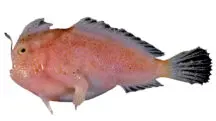 peixe mão