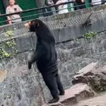 urso chinês zoológico