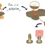 Pesquisa butantan crianças