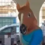 cavalo tarado rio de janeiro