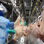 exportações de carne frango