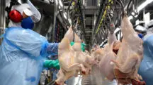 Avicultura carne de frango