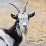 cabras bombeiros