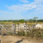 maior devastador da amazônia 2