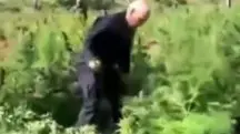 Moraes maconha