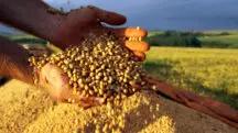 soja