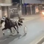 polícia investiga corridas cavalo rua