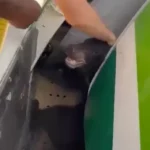 urso bagageiro avião Dubai