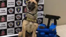 cão PM drogas São Paulo