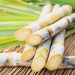 Cana-de-Açúcar