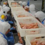 frigorífico - carne - rio grande do sul