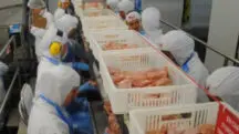 frigorífico - carne - rio grande do sul
