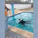 vaca piscina boate anápolis