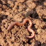 minhocas ajudam produção grãos