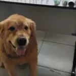 cão polícia drogas