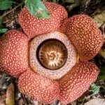 flor-cadáver