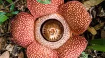 flor-cadáver