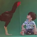 Brasileiro cria galos gigantes