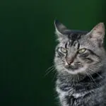 austrália gatos - china