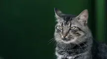 austrália gatos - china