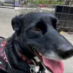 Mani cão perito