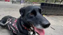 Mani cão perito