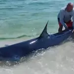 Tubarão praia