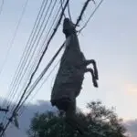 Ovelha presa em fios elétricos