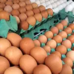 Brasil ovos