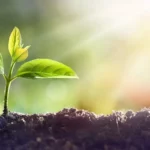 Planta