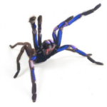 tarântula azul elétrica