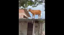Vaca Telhado