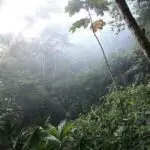 Amazônia