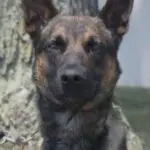 Yoda cão policial
