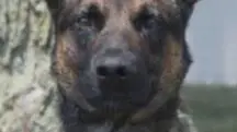 Yoda cão policial