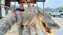 jacaré 364 kg